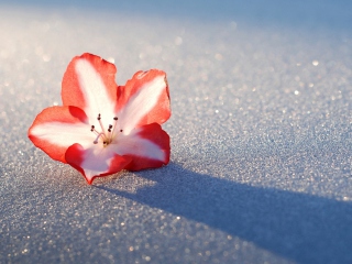 Screenshot №1 pro téma Azalea Snow Flower 320x240