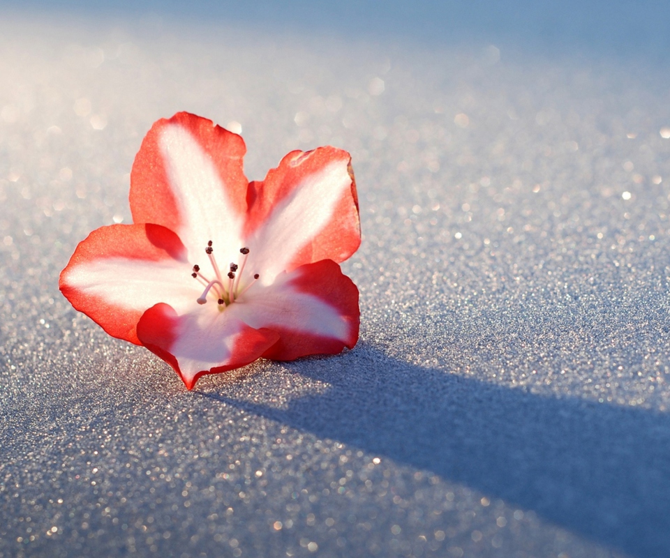 Das Azalea Snow Flower Wallpaper 960x800
