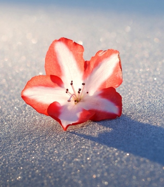 Kostenloses Azalea Snow Flower Wallpaper für Nokia C1-01
