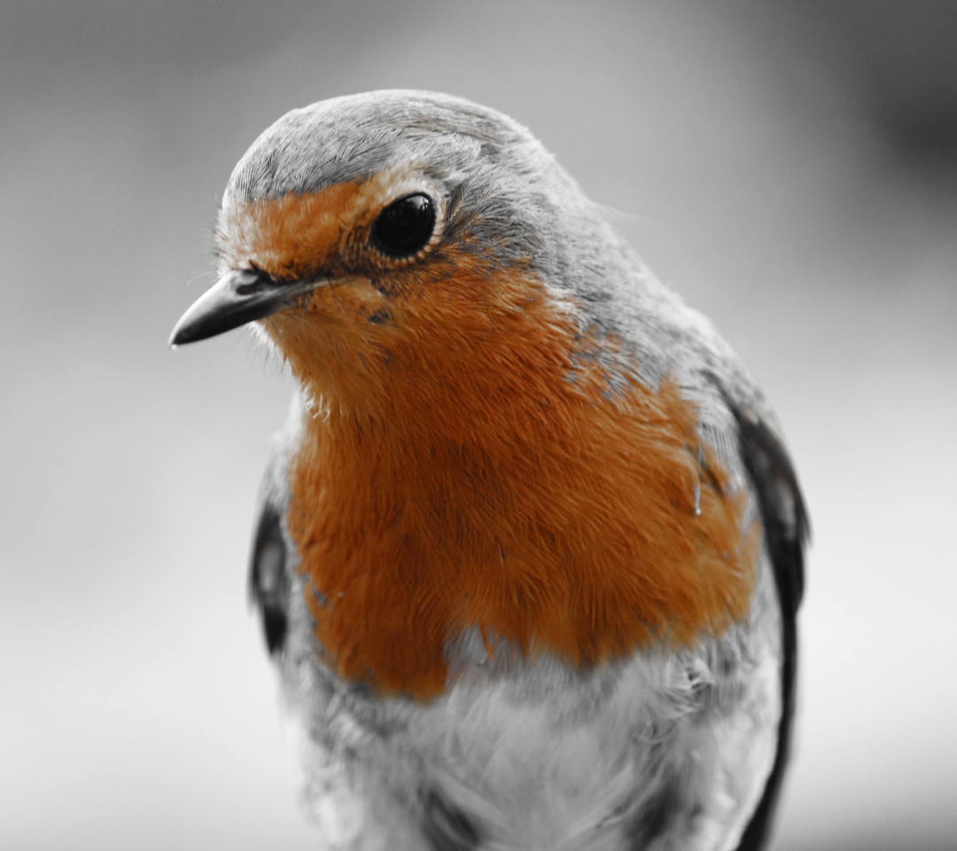 Screenshot №1 pro téma Robin Redbreast 1080x960