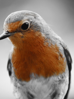 Screenshot №1 pro téma Robin Redbreast 240x320