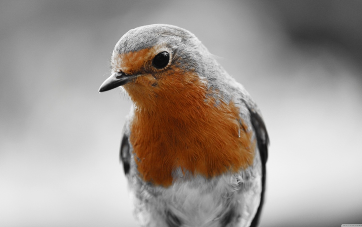 Robin Redbreast wallpaper