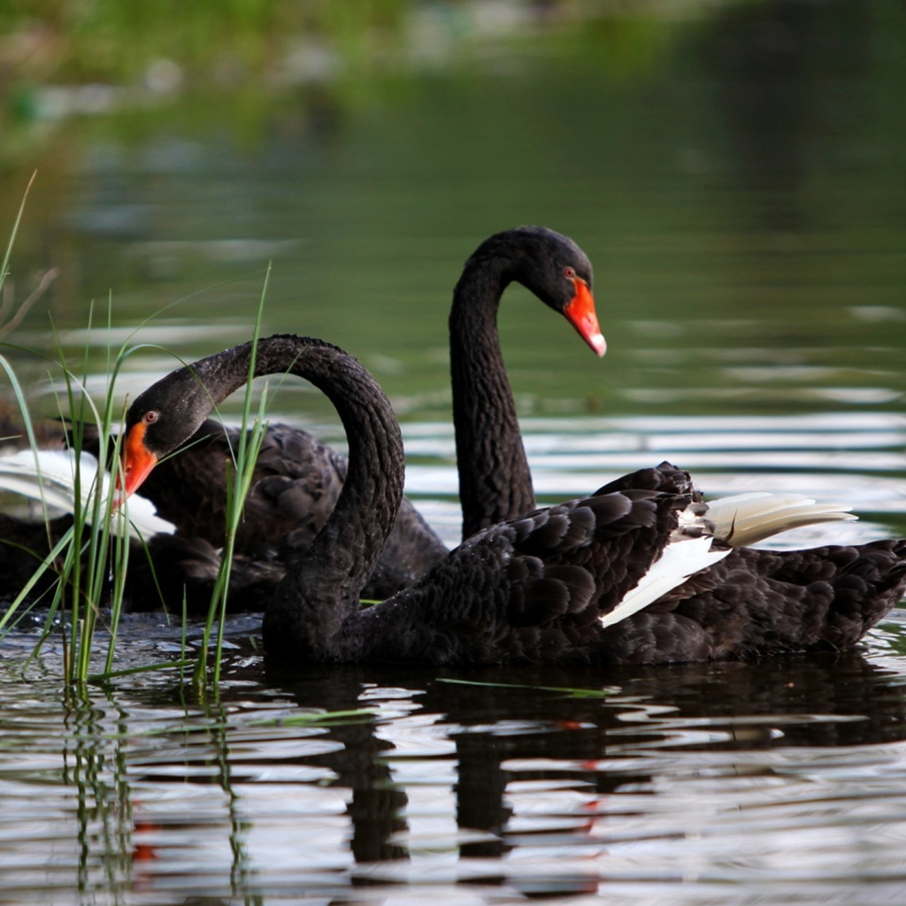 Das Black Swans on Pond Wallpaper 1024x1024