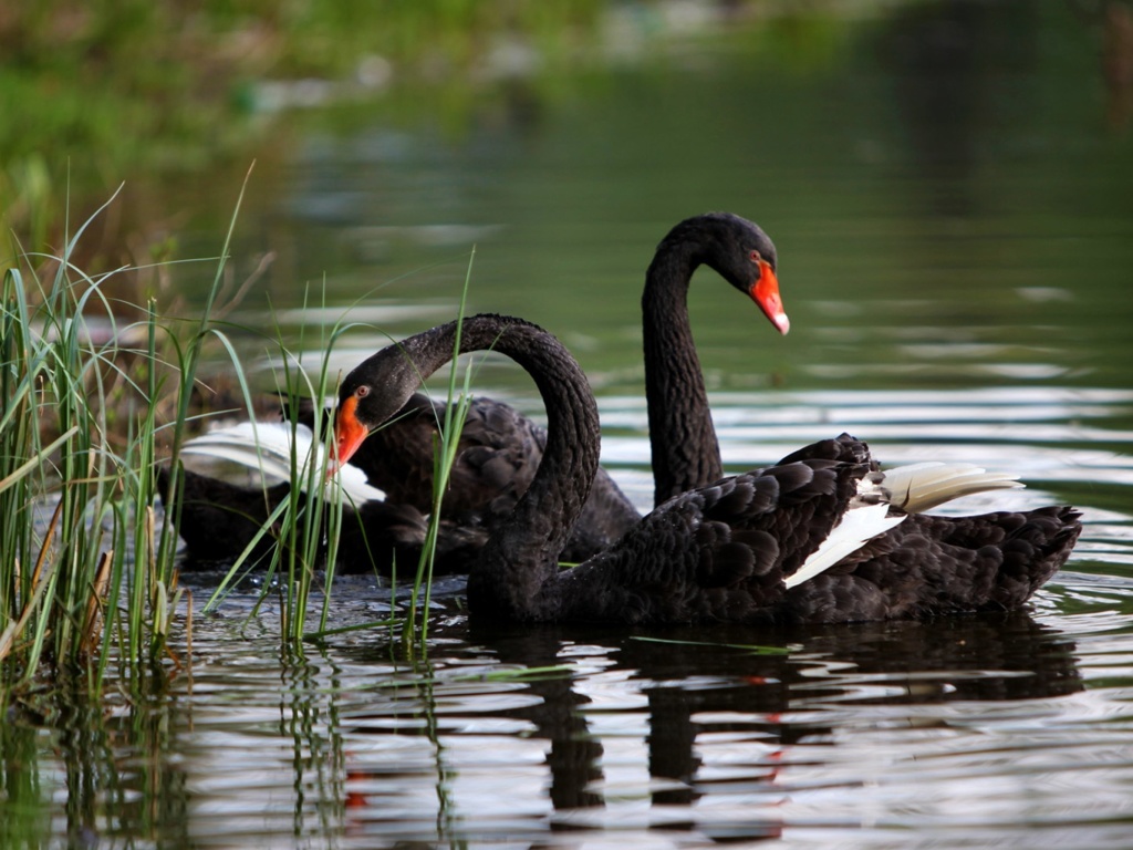 Обои Black Swans on Pond 1024x768