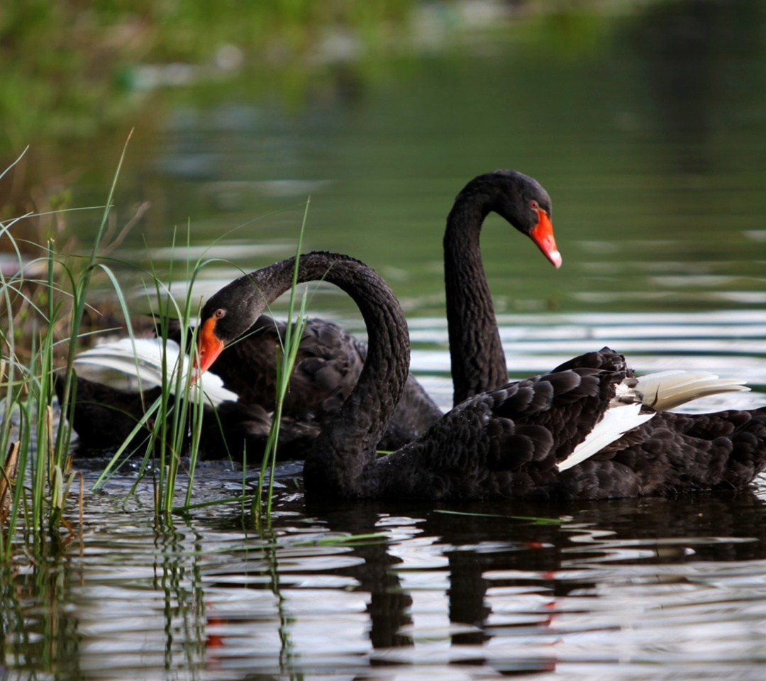 Обои Black Swans on Pond 1080x960