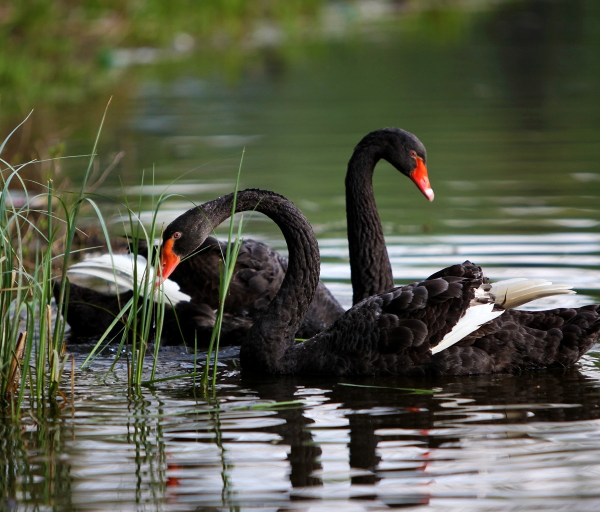 Black Swans on Pond screenshot #1 1200x1024