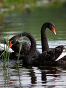 Black Swans on Pond wallpaper 132x176