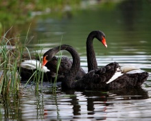 Обои Black Swans on Pond 220x176
