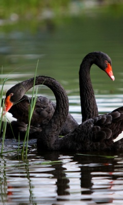 Обои Black Swans on Pond 240x400