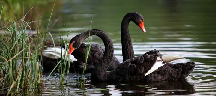 Fondo de pantalla Black Swans on Pond 720x320
