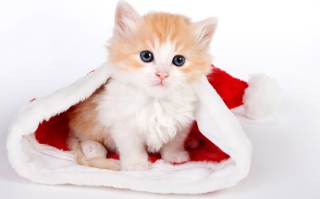 Cat And Santa Hat - Obrázkek zdarma pro Samsung Galaxy Tab 3