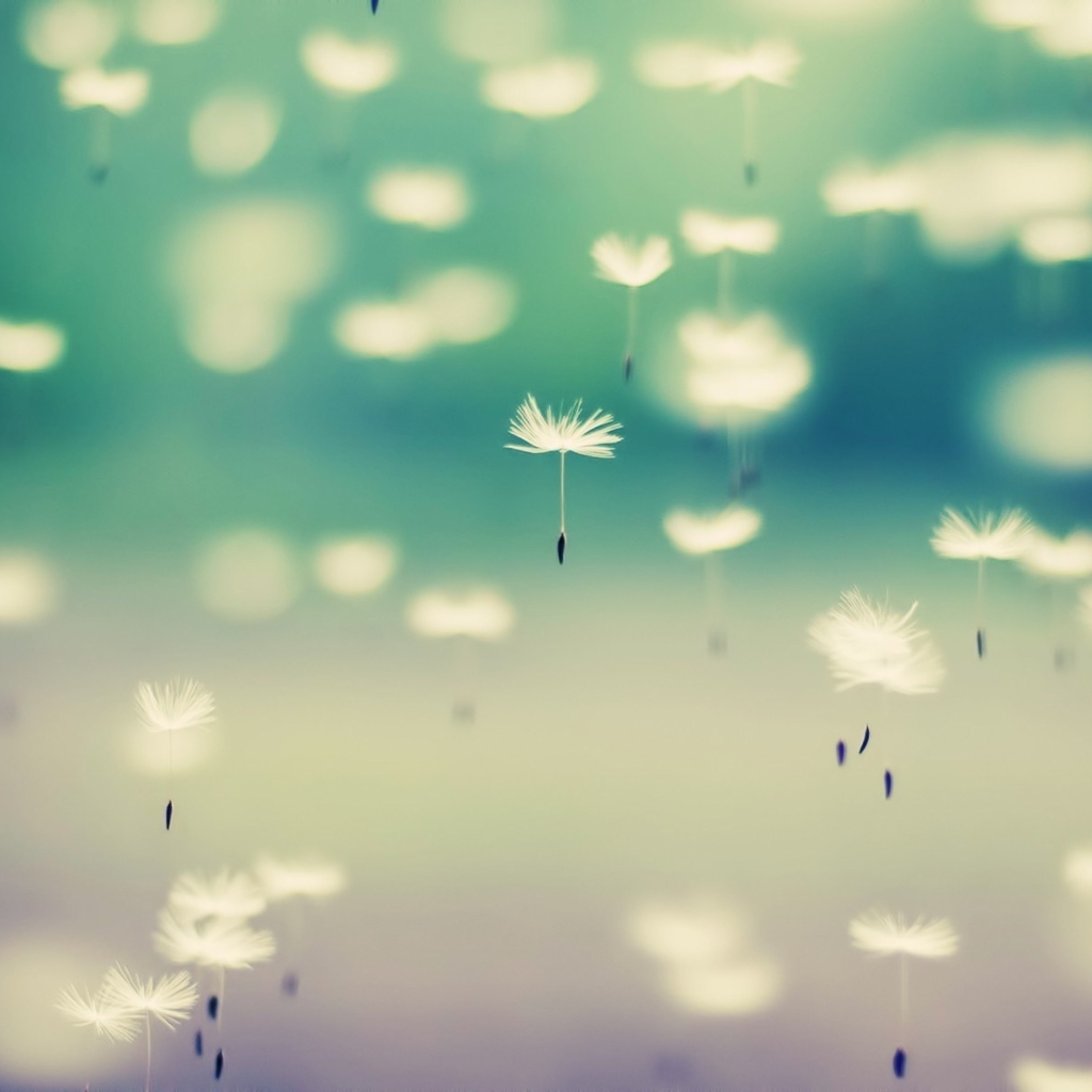 Screenshot №1 pro téma Flying Dandelion Seeds 1024x1024