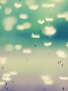 Flying Dandelion Seeds wallpaper 240x320