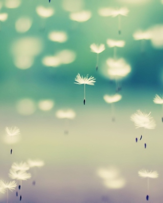 Kostenloses Flying Dandelion Seeds Wallpaper für iPhone 4