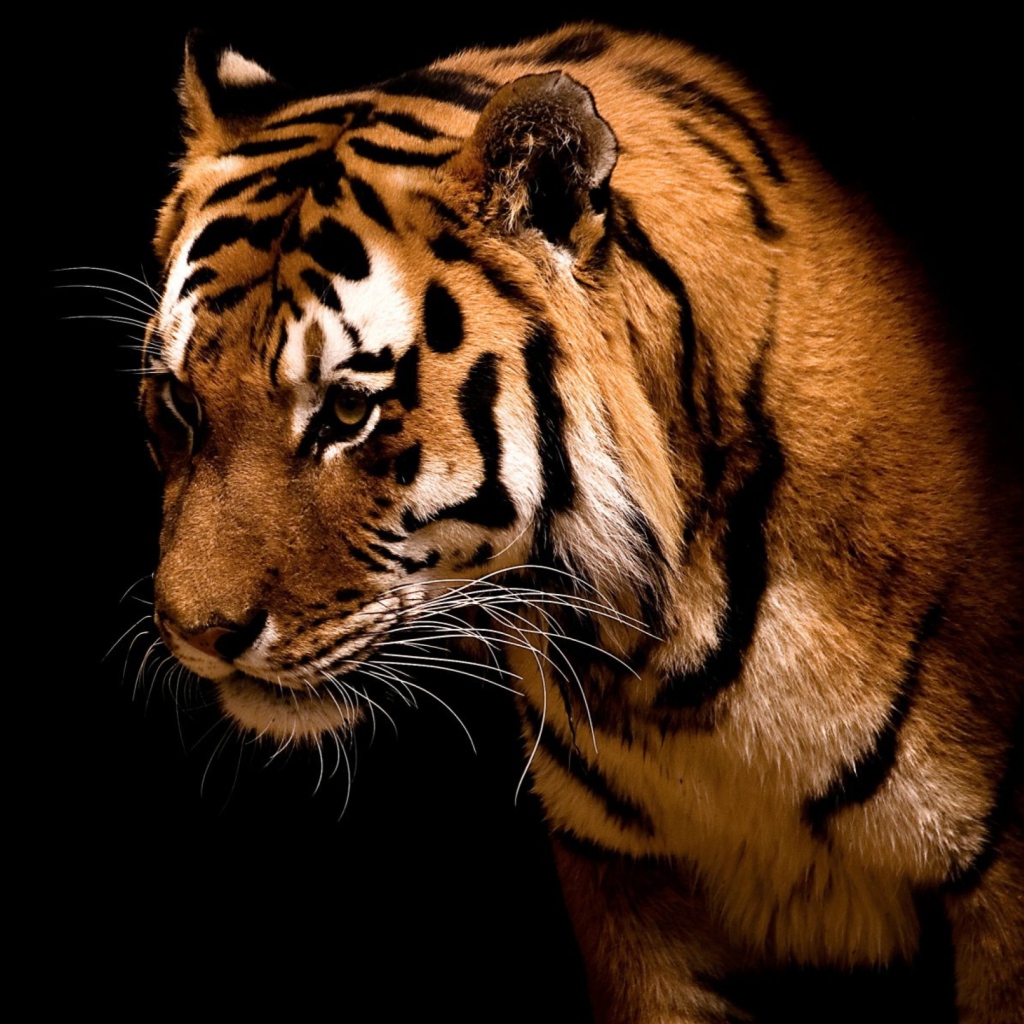 Screenshot №1 pro téma Bengal Tiger HD 1024x1024