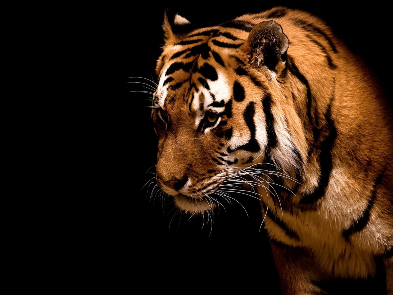 Fondo de pantalla Bengal Tiger HD 1280x960