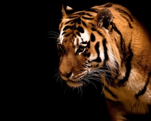 Fondo de pantalla Bengal Tiger HD 220x176