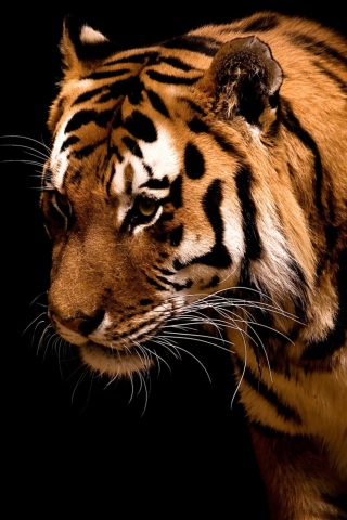 Screenshot №1 pro téma Bengal Tiger HD 320x480
