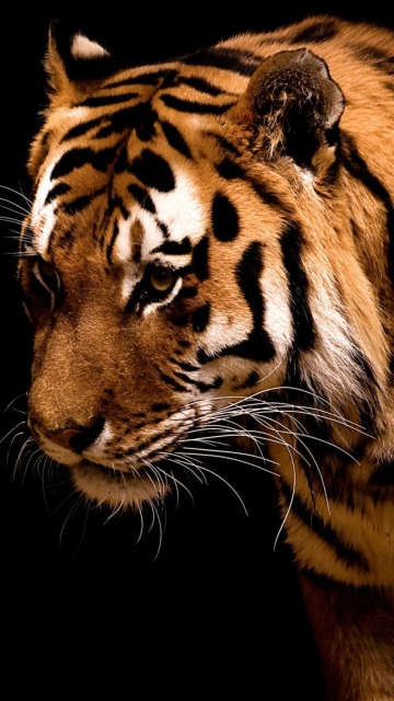 Screenshot №1 pro téma Bengal Tiger HD 360x640