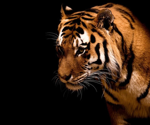 Screenshot №1 pro téma Bengal Tiger HD 480x400