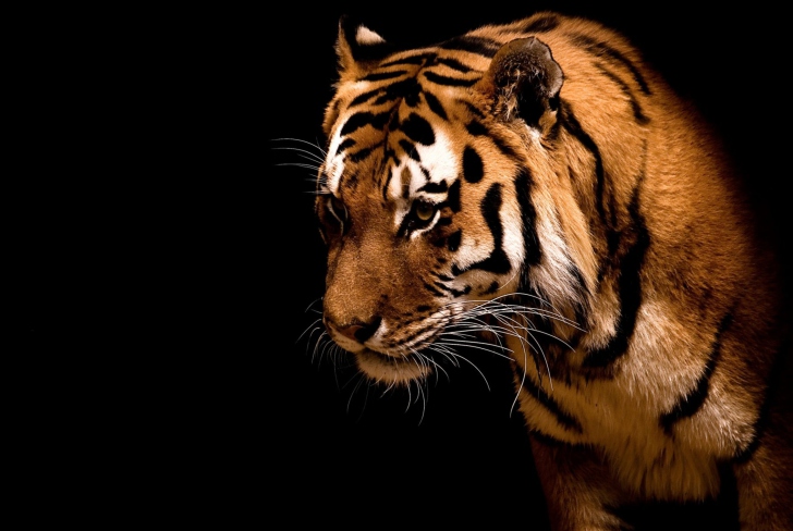 Screenshot №1 pro téma Bengal Tiger HD