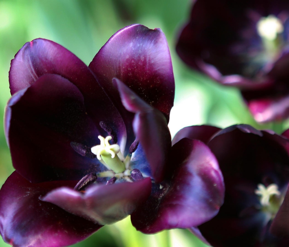 Обои Purple Tulip 1200x1024