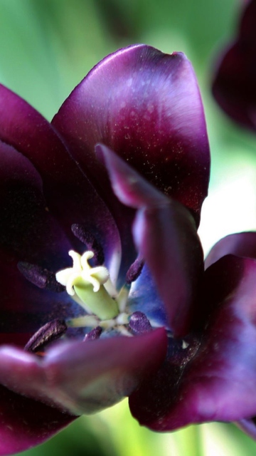 Sfondi Purple Tulip 360x640