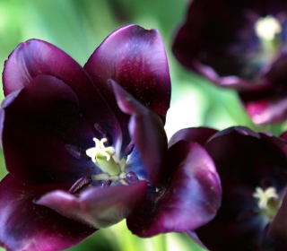 Purple Tulip - Obrázkek zdarma pro 208x208