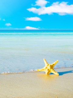 Starfish at summer beach screenshot #1 240x320