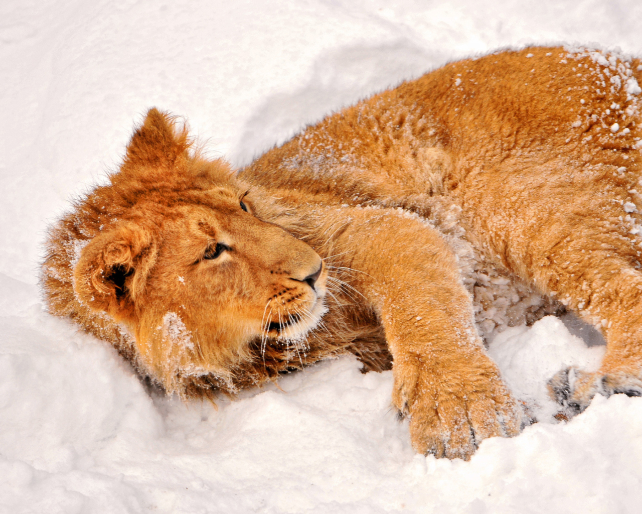 Lion In Snow wallpaper 1280x1024