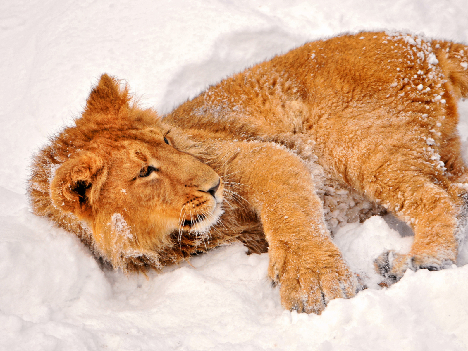 Das Lion In Snow Wallpaper 1600x1200