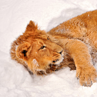 Lion In Snow - Obrázkek zdarma pro 1024x1024