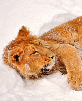 Lion In Snow - Obrázkek zdarma pro Nokia Asha 306