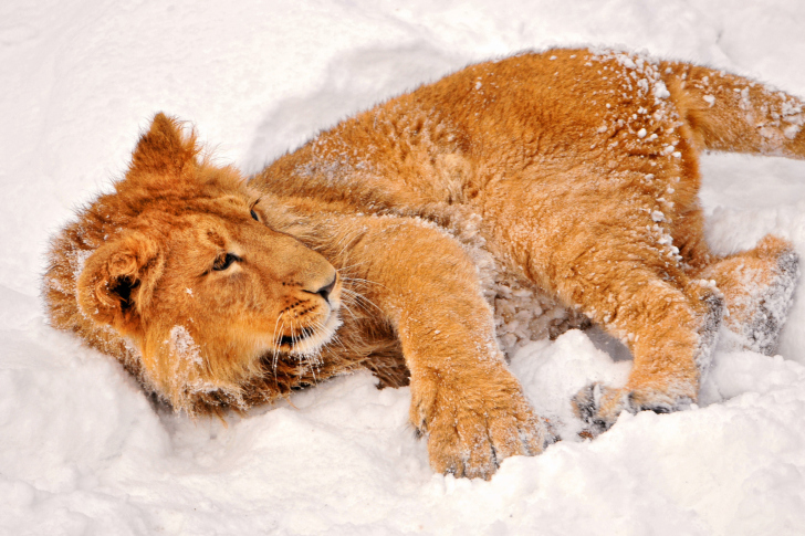 Lion In Snow wallpaper