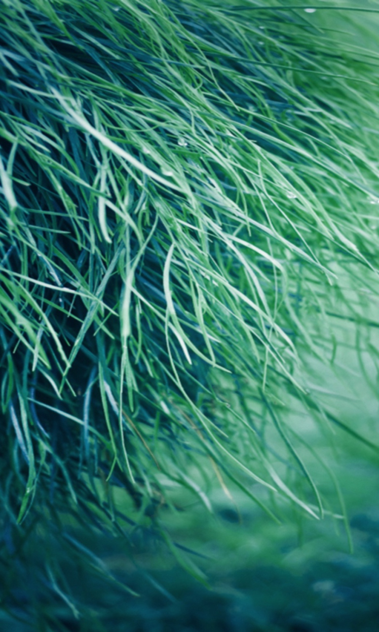 Das Pure Grass Wallpaper 768x1280