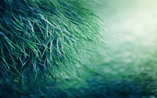 Pure Grass Picture for Android, iPhone and iPad