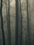Dark Forest screenshot #1 132x176