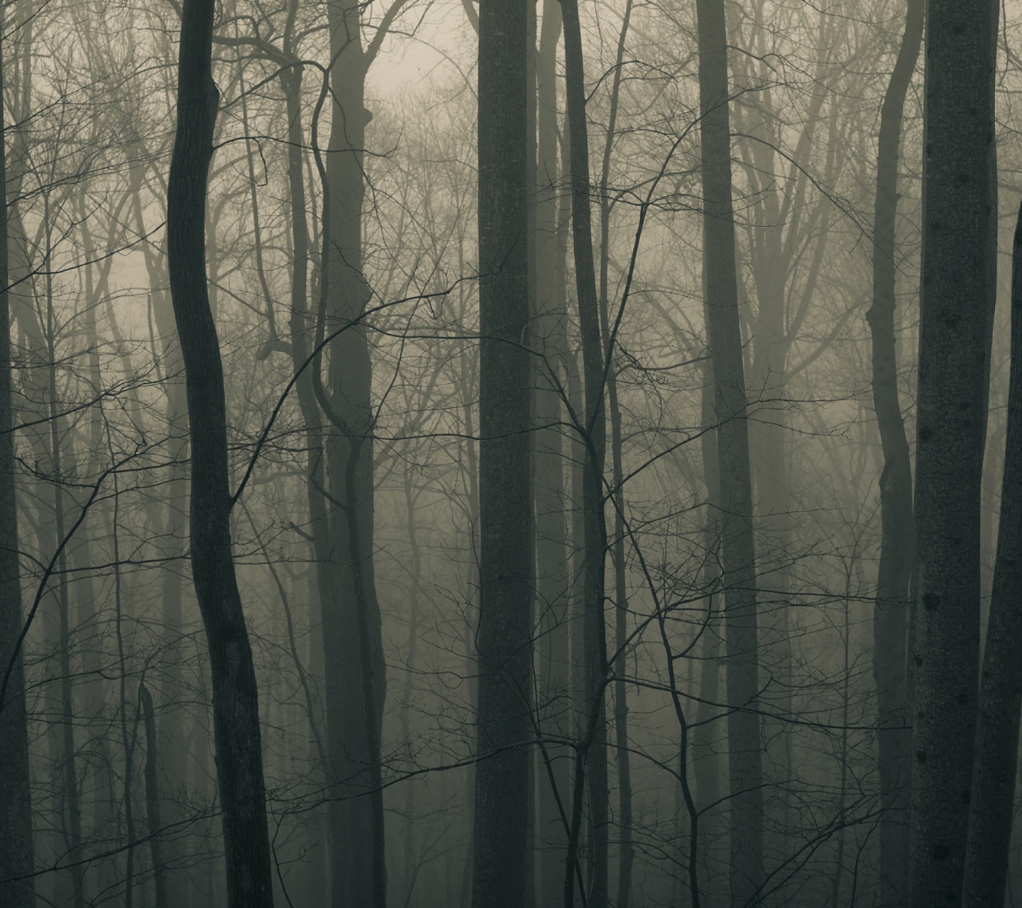 Screenshot №1 pro téma Dark Forest 1440x1280