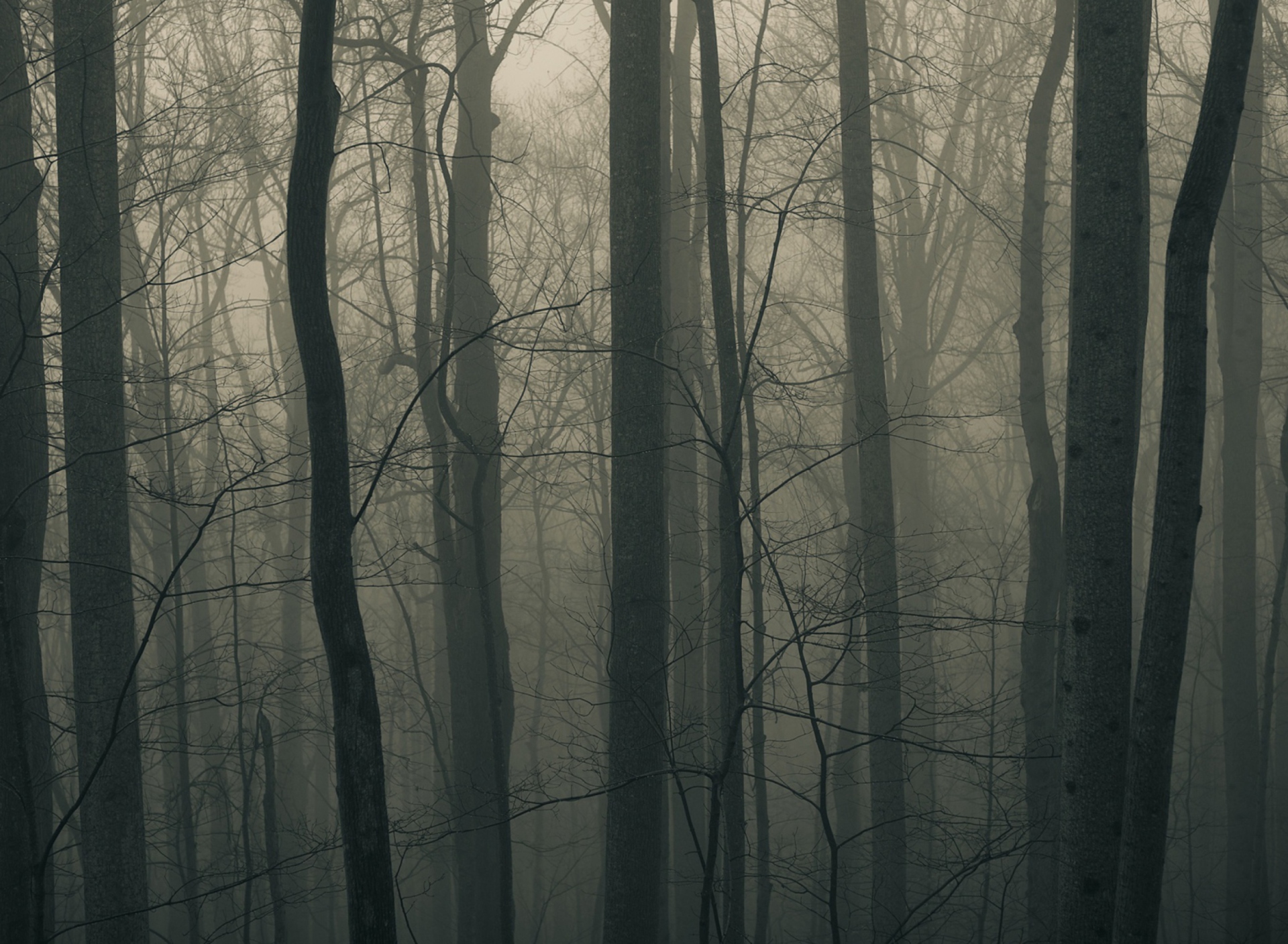 Fondo de pantalla Dark Forest 1920x1408