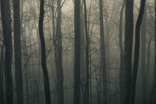 Dark Forest Wallpaper for Android, iPhone and iPad