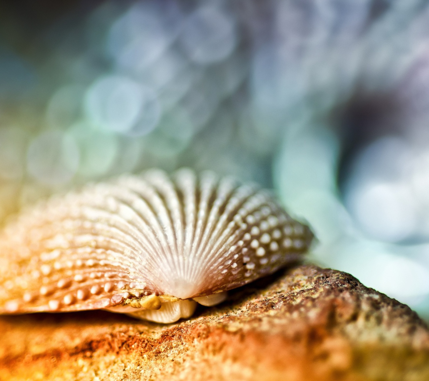 Seashell Macro screenshot #1 1440x1280
