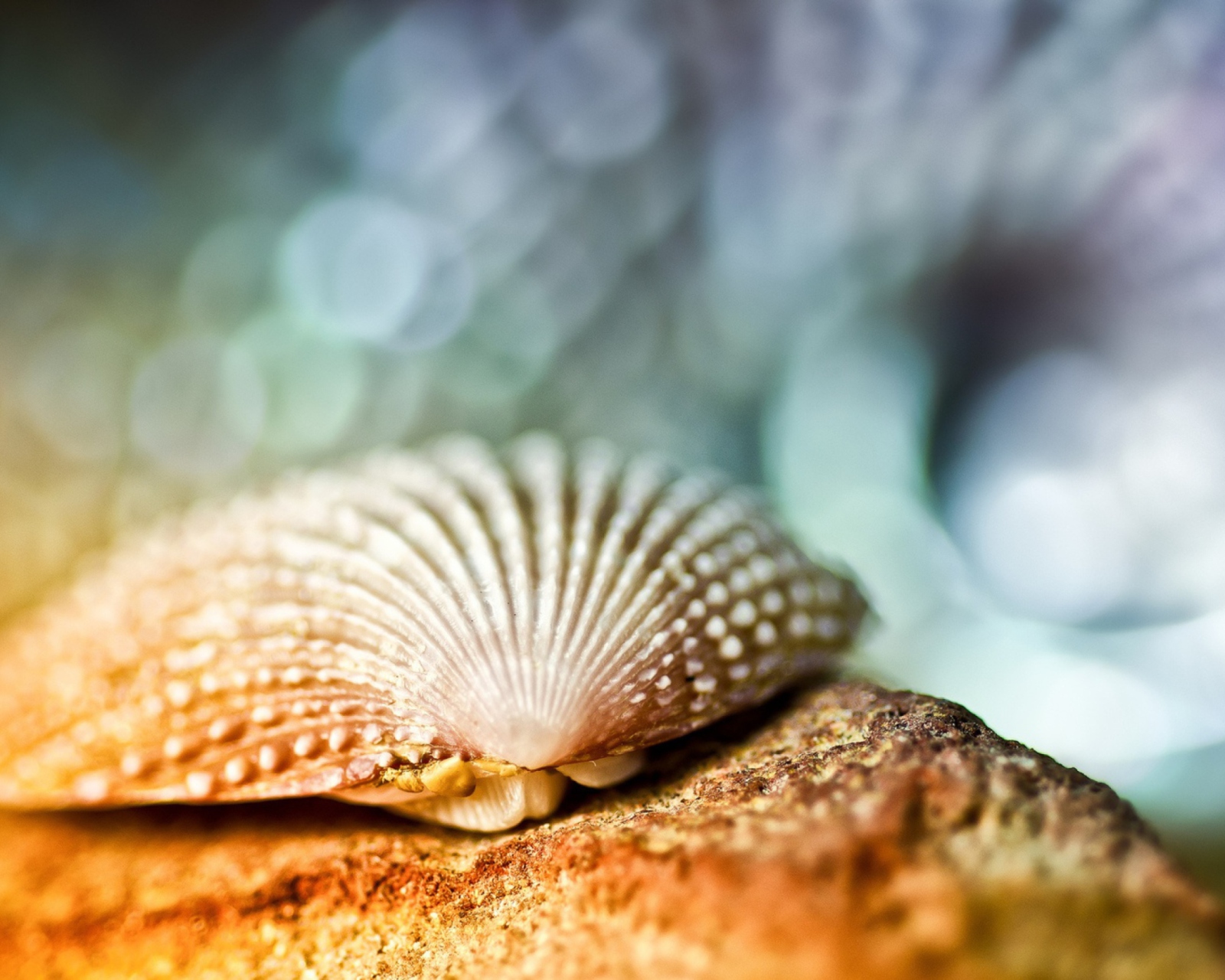 Seashell Macro screenshot #1 1600x1280