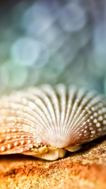 Das Seashell Macro Wallpaper 360x640