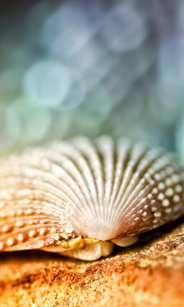 Обои Seashell Macro 768x1280