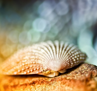 Seashell Macro - Obrázkek zdarma pro 208x208