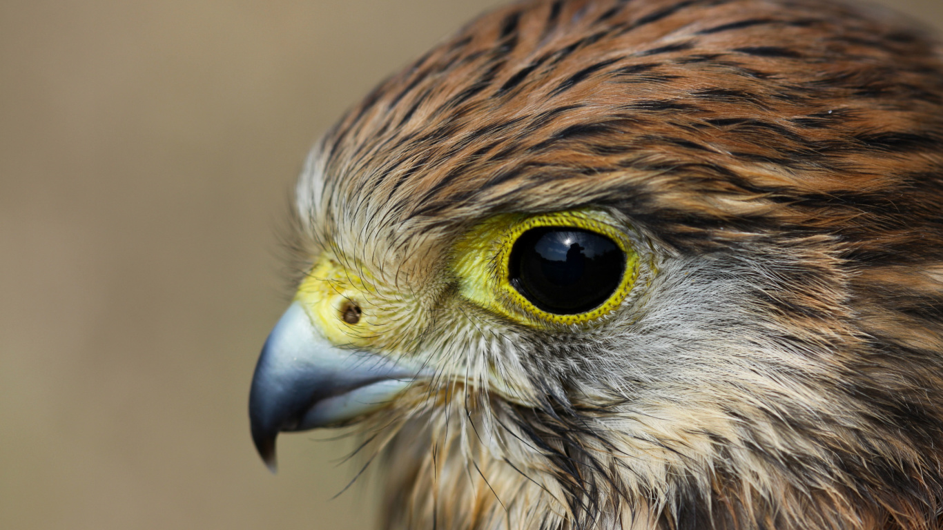 Das Kestrel Bird Wallpaper 1366x768