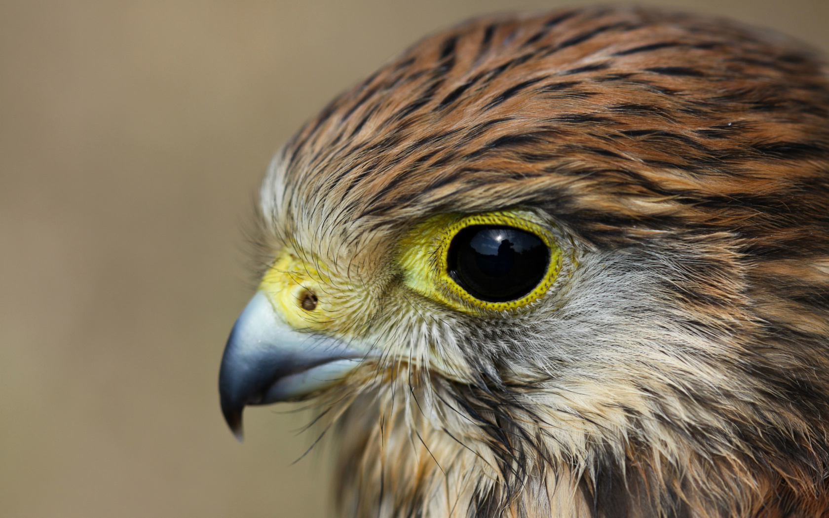 Kestrel Bird wallpaper 1680x1050