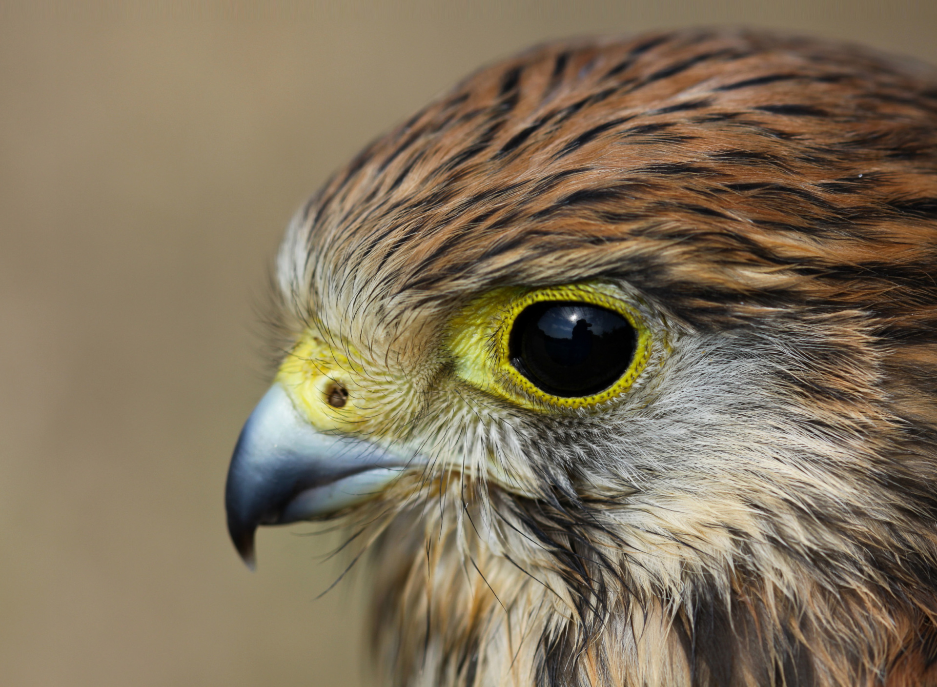 Kestrel Bird wallpaper 1920x1408