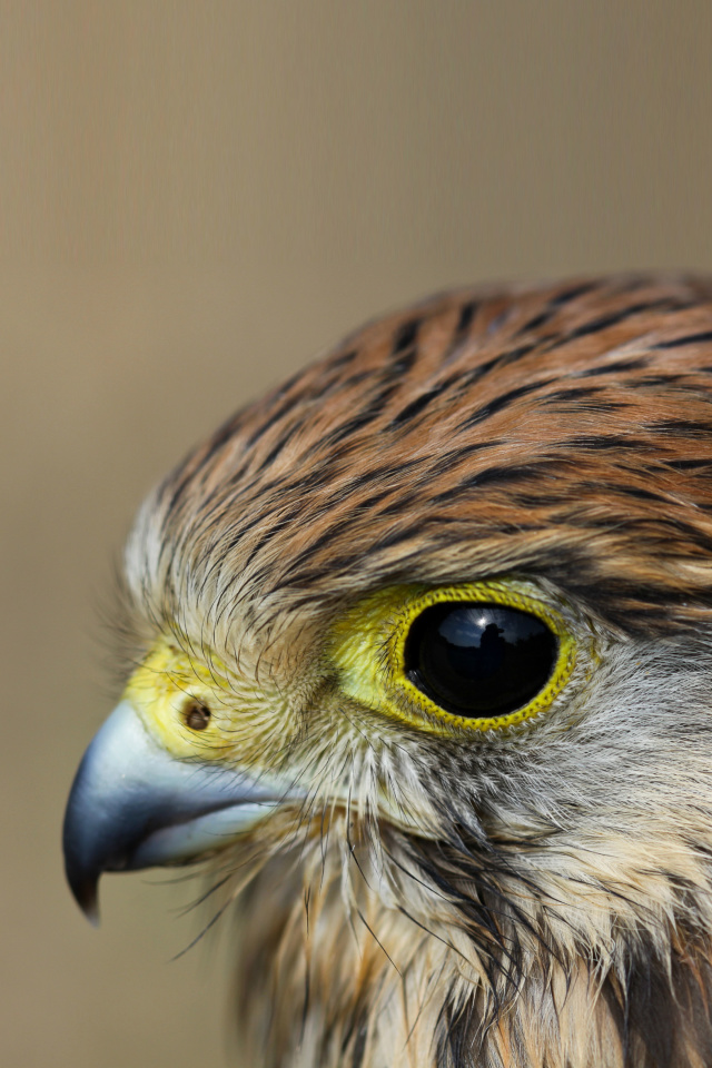 Kestrel Bird screenshot #1 640x960