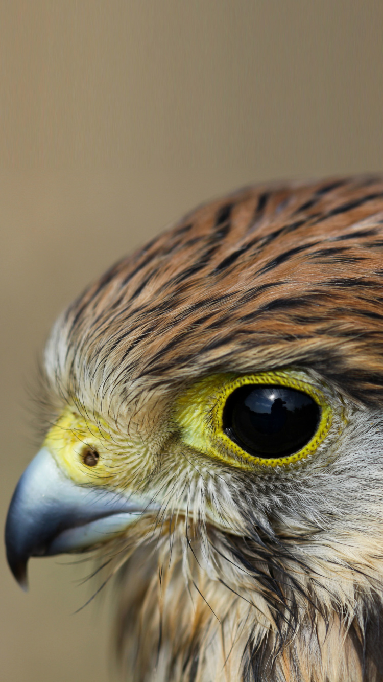 Das Kestrel Bird Wallpaper 750x1334